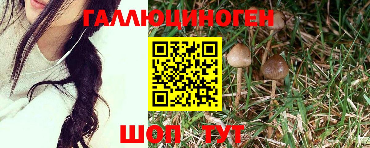Псилоцибиновые грибы MAGIC MUSHROOMS  Вход с VPN  Хасавюрт 